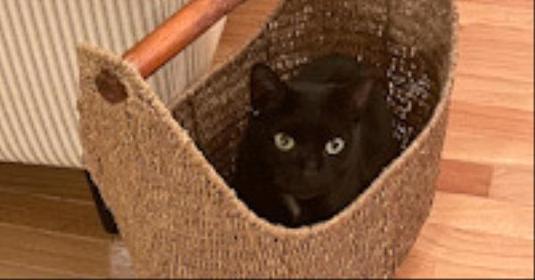 /Images/uploads/The Murphee and Sugar Angel Foundation/murpheeandsugar-pet-photo-contest-fundraiser/entries/27732.jpg